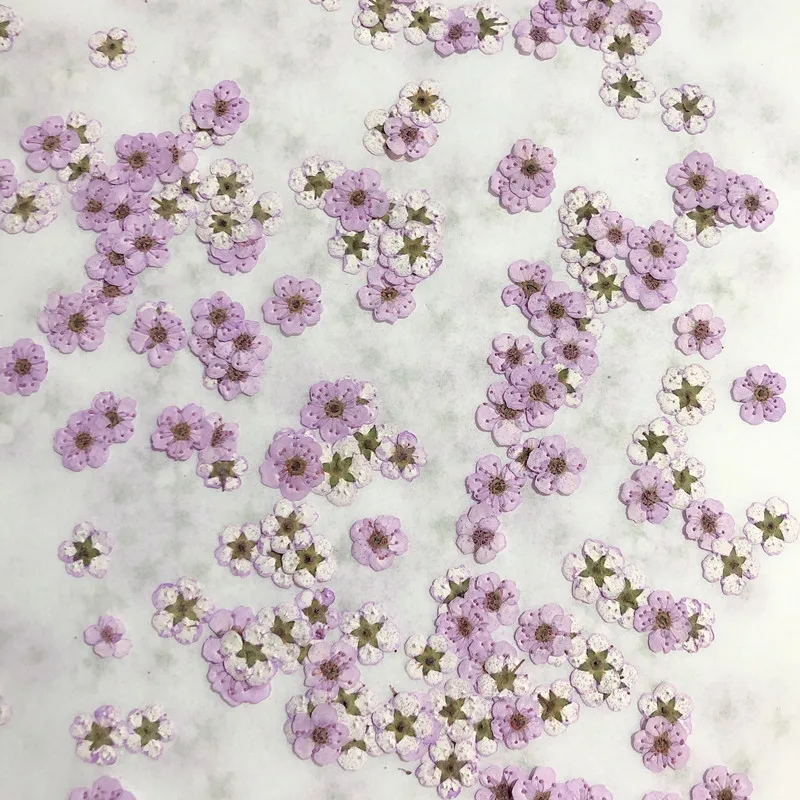 Dried Flower Pressed - Flores Secas Mini Narciso Prensadas, Pequeñas