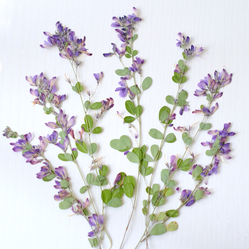Dried Flower Pressed - 6 piezas, Flores Secas y Prensadas
