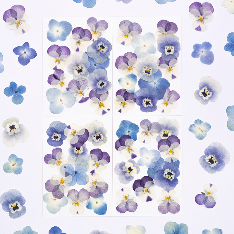Dried Flower Pressed - 12 Piezas de Flores Secas de