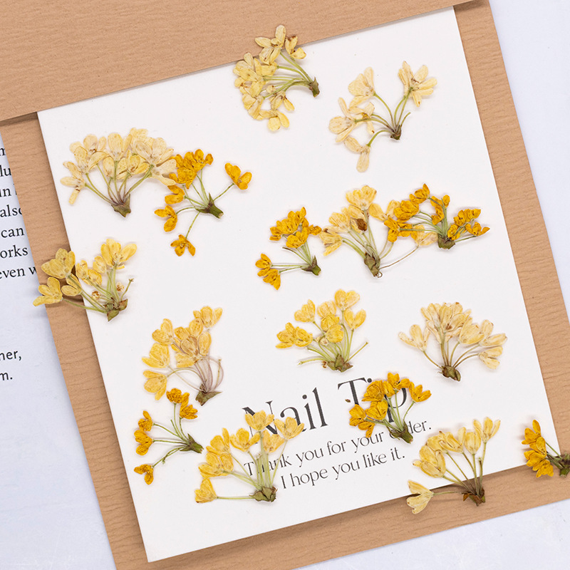 Dried Flower Pressed - 24 Piezas de Flores Naturales Prensadas,