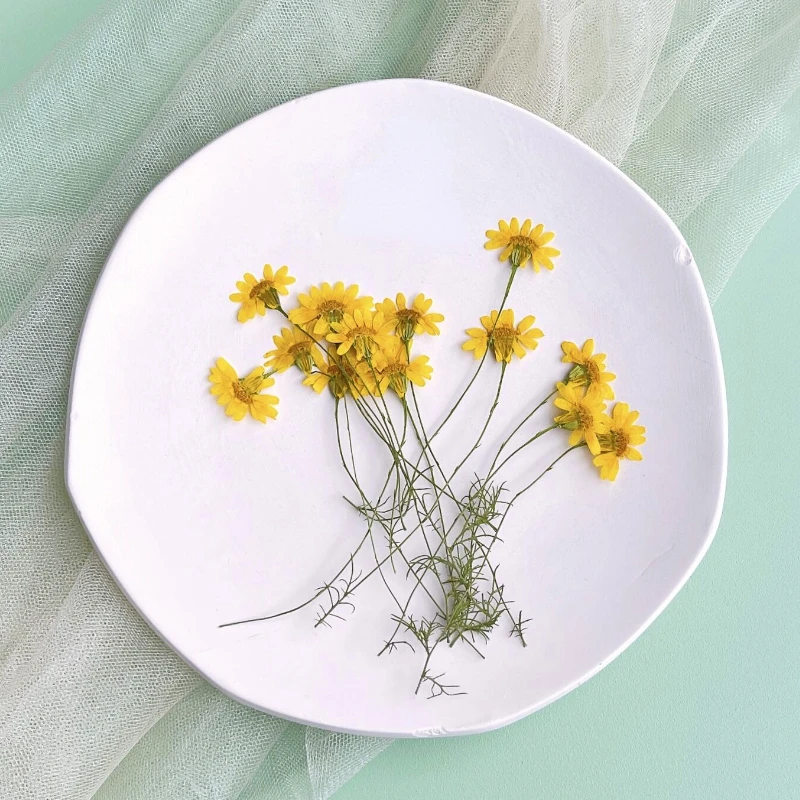 Dried Flower Pressed - 6-10cm/24 piezas, Crisantemos Prensados Naturales, Ramas