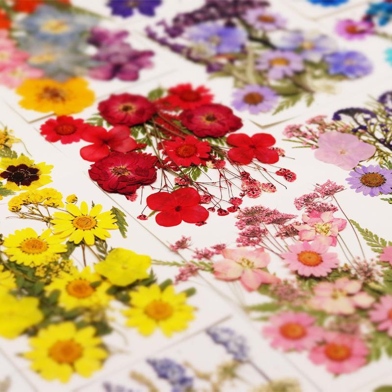 Dried Flower Pressed - Flores de Plantas Secas Prensadas Naturales