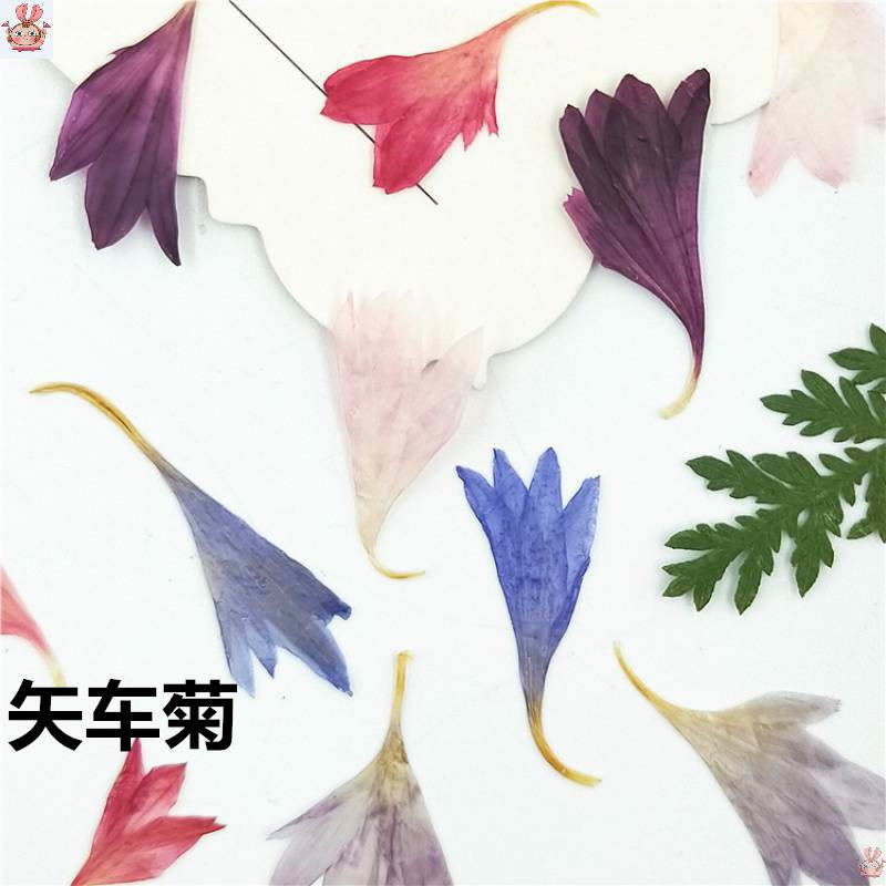 Dried Flower Pressed - 20 Especímenes de Plantas, Pétalos de