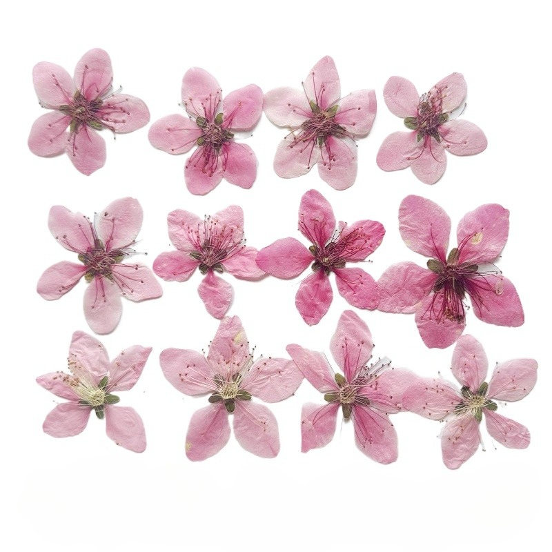 Dried Flower Pressed - 12 piezas, Flores de Melocotón Naturales