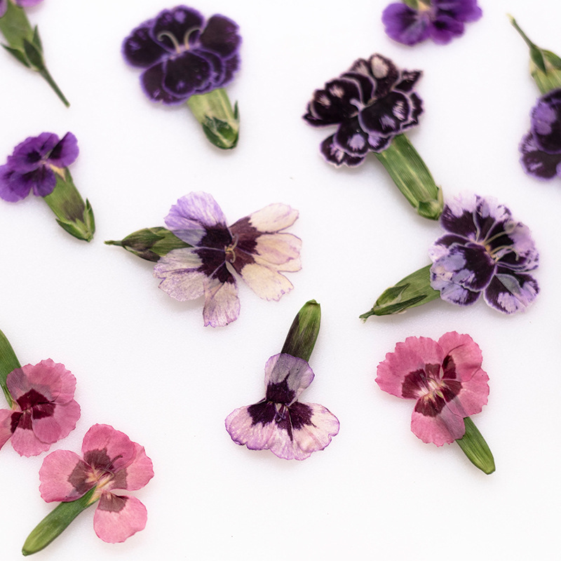 Dried Flower Pressed - 24 piezas, Flores de Dianthus Secas