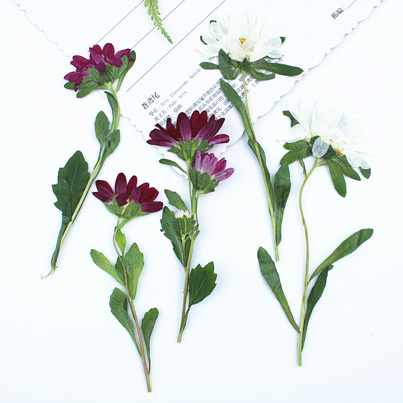 Dried Flower Pressed - 24 Piezas, Mini Crisantemos Secos Prensados