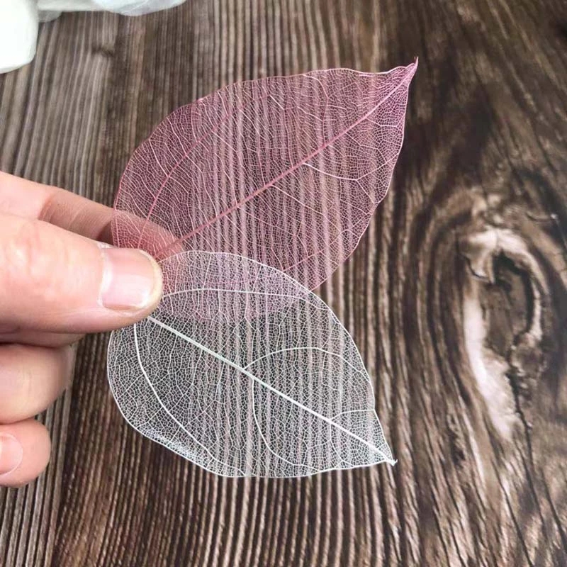 5 ~ 9CM * 2 ~ 3,5 CM, 100 unid - Dried Flower Pressed reseña y precio