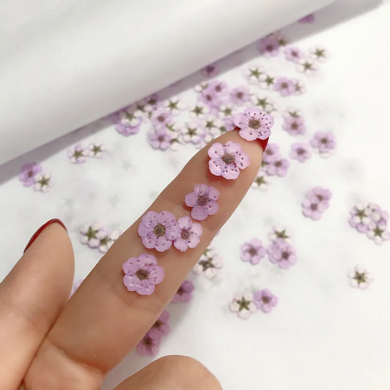 Flores Secas Mini Narciso Pren - Dried Flower Pressed reseña y precio