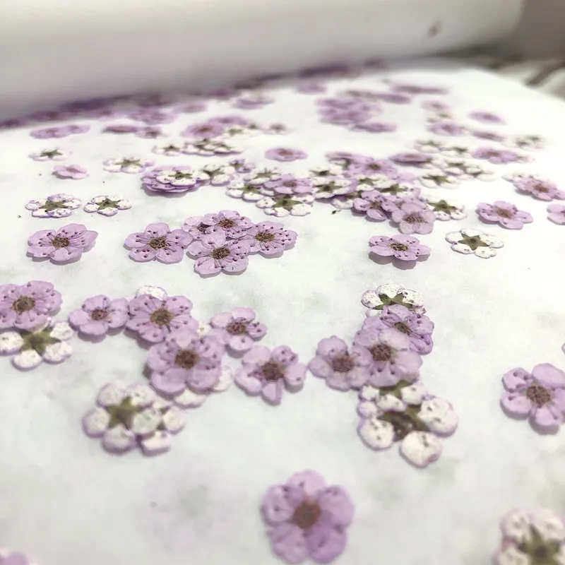 Flores Secas Mini Narciso Pren - Dried Flower Pressed reseña y precio