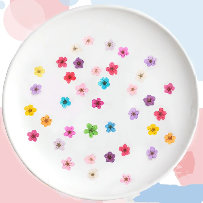 Flores Secas Mini Narciso Pren - Dried Flower Pressed reseña y precio