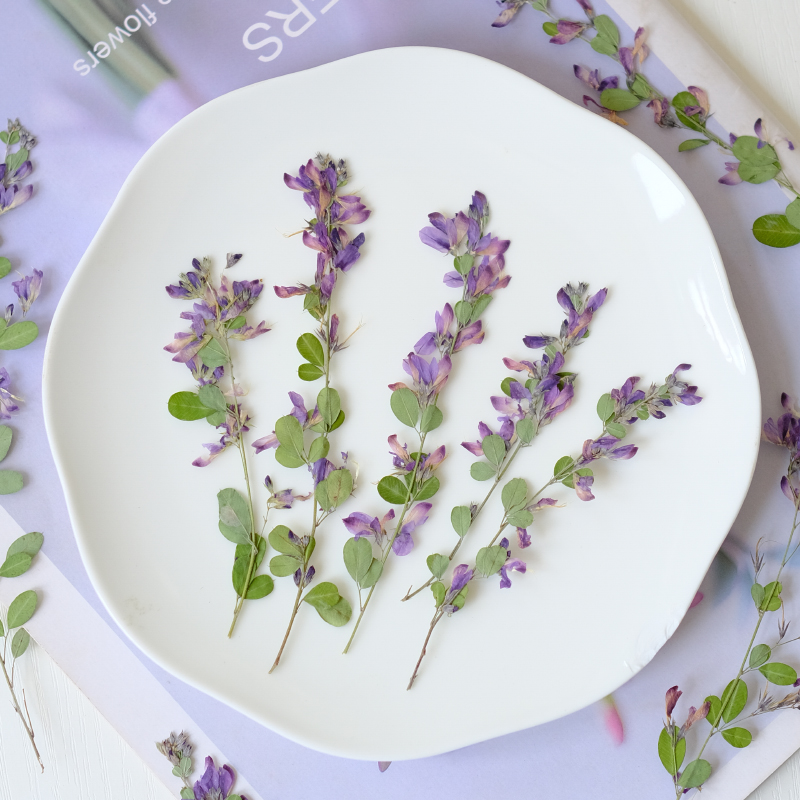 6 piezas, Flores Secas y Prens - Dried Flower Pressed reseña y precio