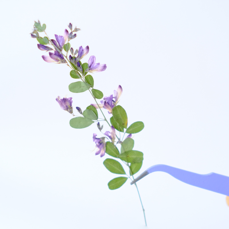 6 piezas, Flores Secas y Prens - Dried Flower Pressed reseña y precio