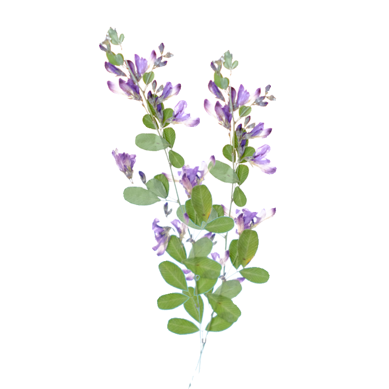 6 piezas, Flores Secas y Prens - Dried Flower Pressed reseña y precio