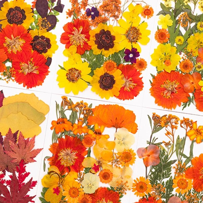 Flor prensada seca para moldes - Dried Flower Pressed reseña y precio