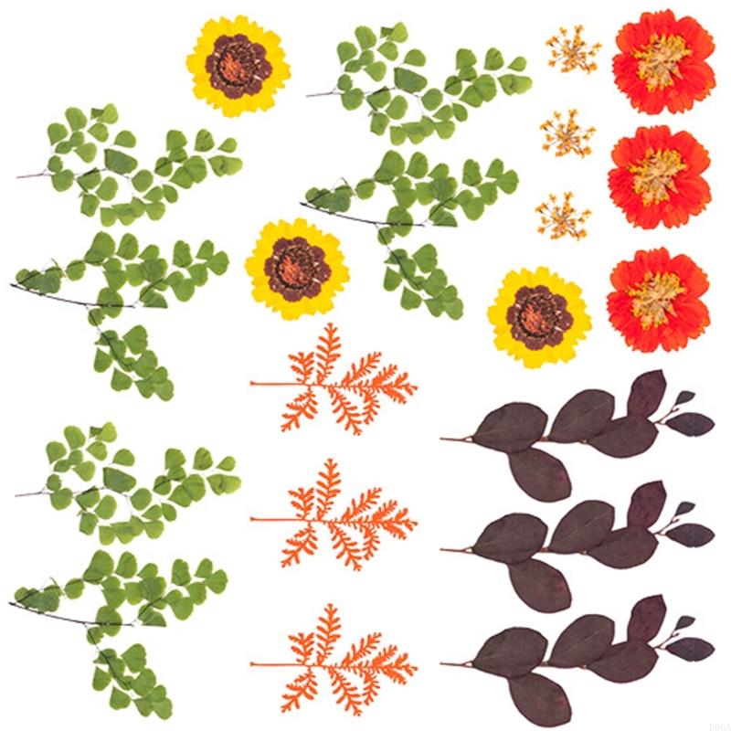 Flor prensada seca para moldes - Dried Flower Pressed reseña y precio