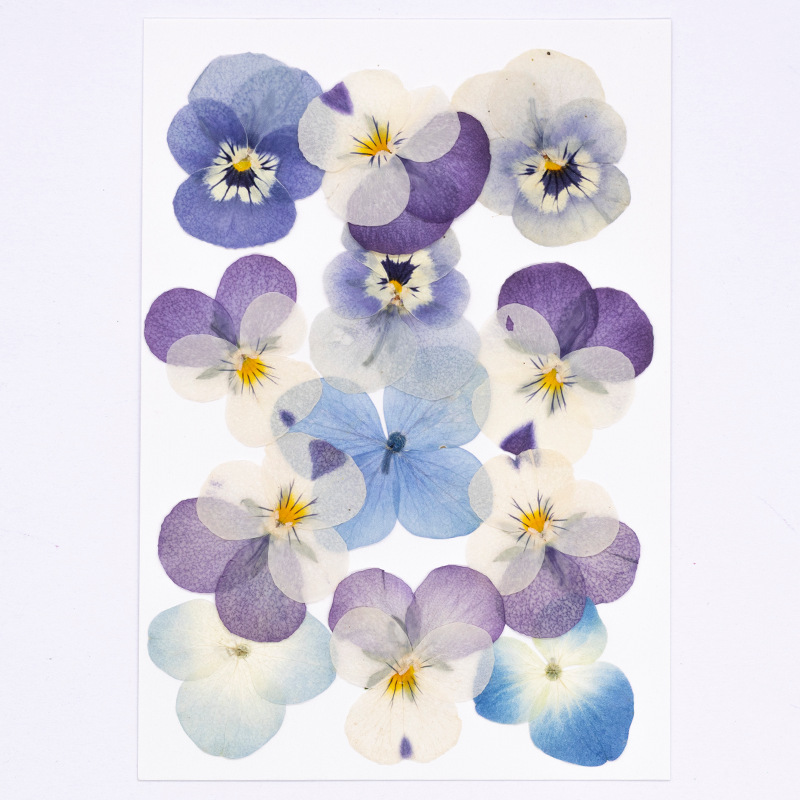 12 Piezas de Flores Secas de V - Dried Flower Pressed reseña y precio