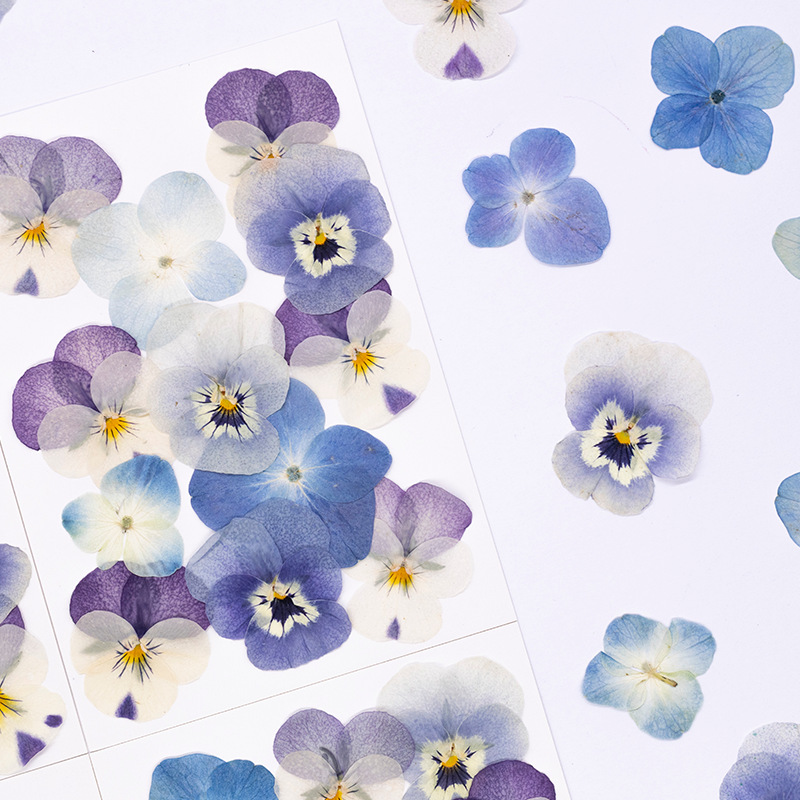 12 Piezas de Flores Secas de V - Dried Flower Pressed reseña y precio