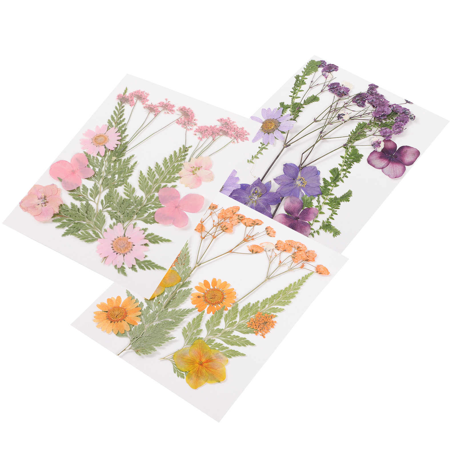 Flores Secas Decorativas, Mate - Dried Flower Pressed reseña y precio
