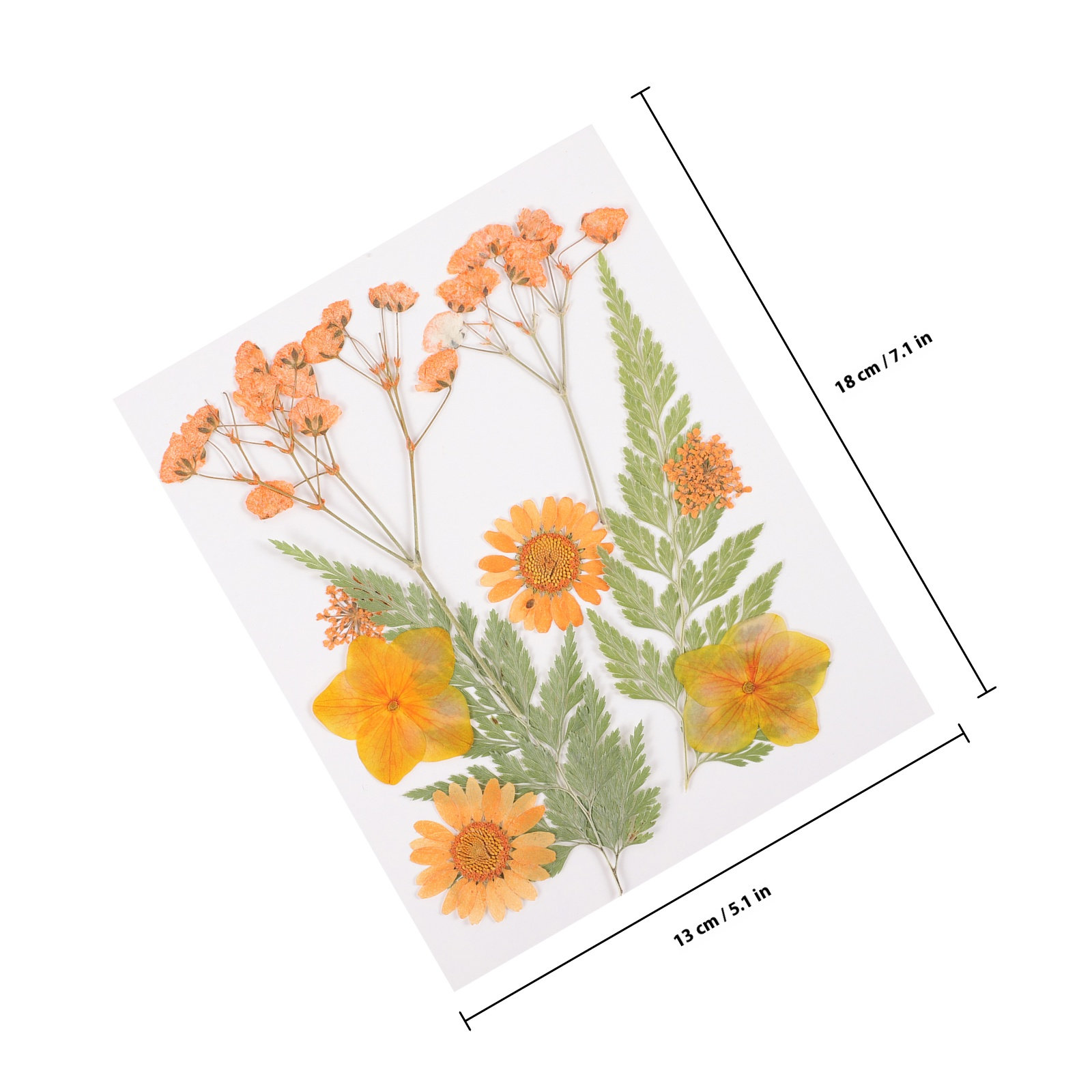 Flores Secas Decorativas, Mate - Dried Flower Pressed reseña y precio