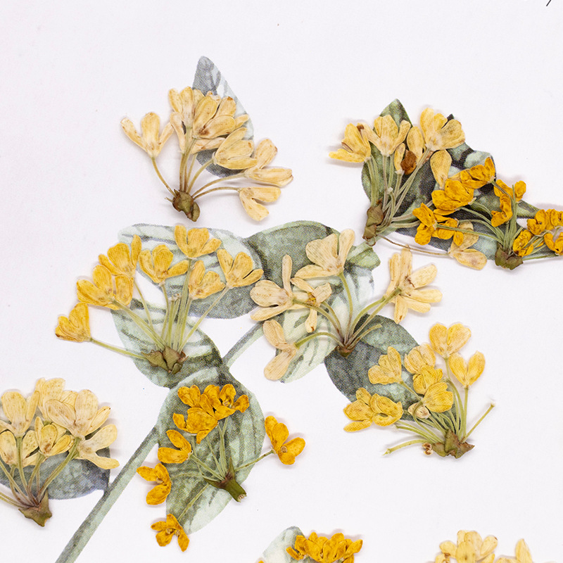 24 Piezas de Flores Naturales  - Dried Flower Pressed reseña y precio