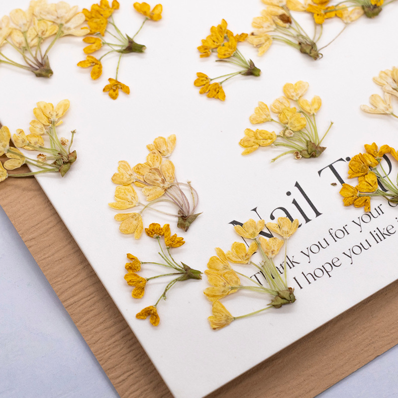 24 Piezas de Flores Naturales  - Dried Flower Pressed reseña y precio