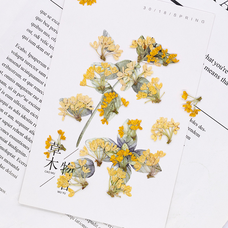 24 Piezas de Flores Naturales  - Dried Flower Pressed reseña y precio