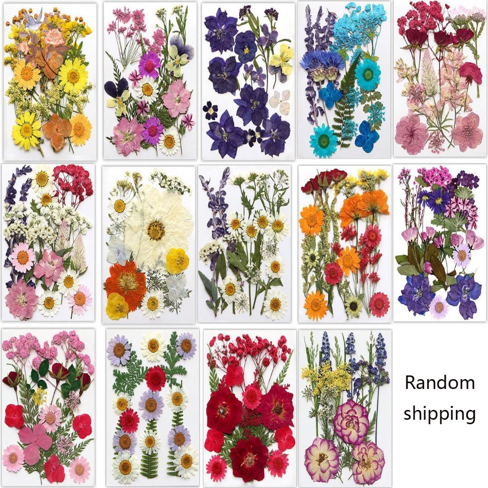 Marcapáginas de flores secas p - Dried Flower Pressed reseña y precio