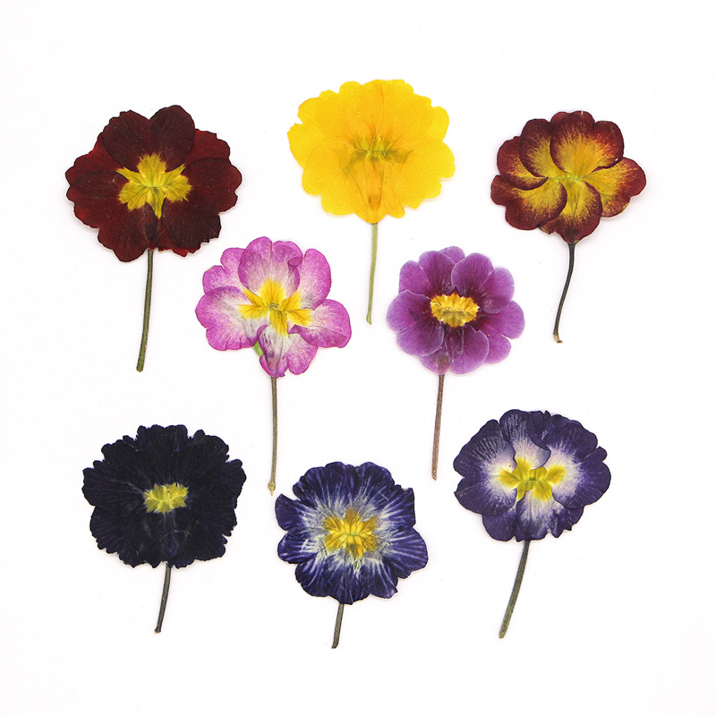 48 Piezas de Flores Secas de P - Dried Flower Pressed reseña y precio