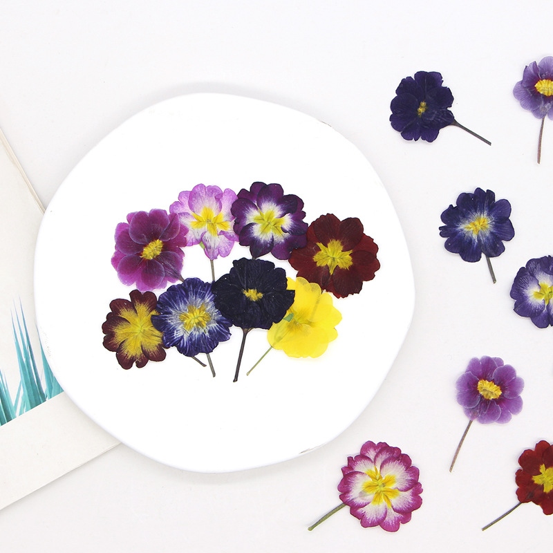 48 Piezas de Flores Secas de P - Dried Flower Pressed reseña y precio