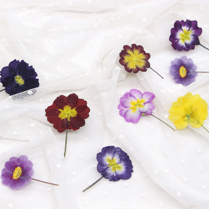 48 Piezas de Flores Secas de P - Dried Flower Pressed reseña y precio