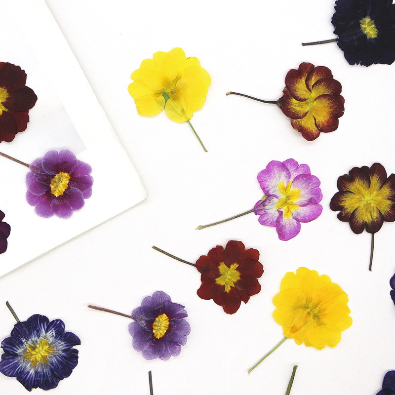 48 Piezas de Flores Secas de P - Dried Flower Pressed reseña y precio