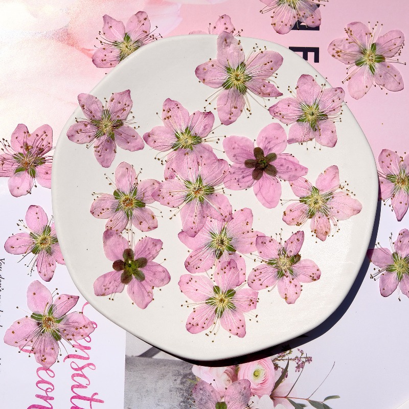 Flores Secas Prensadas de Flor - Dried Flower Pressed reseña y precio