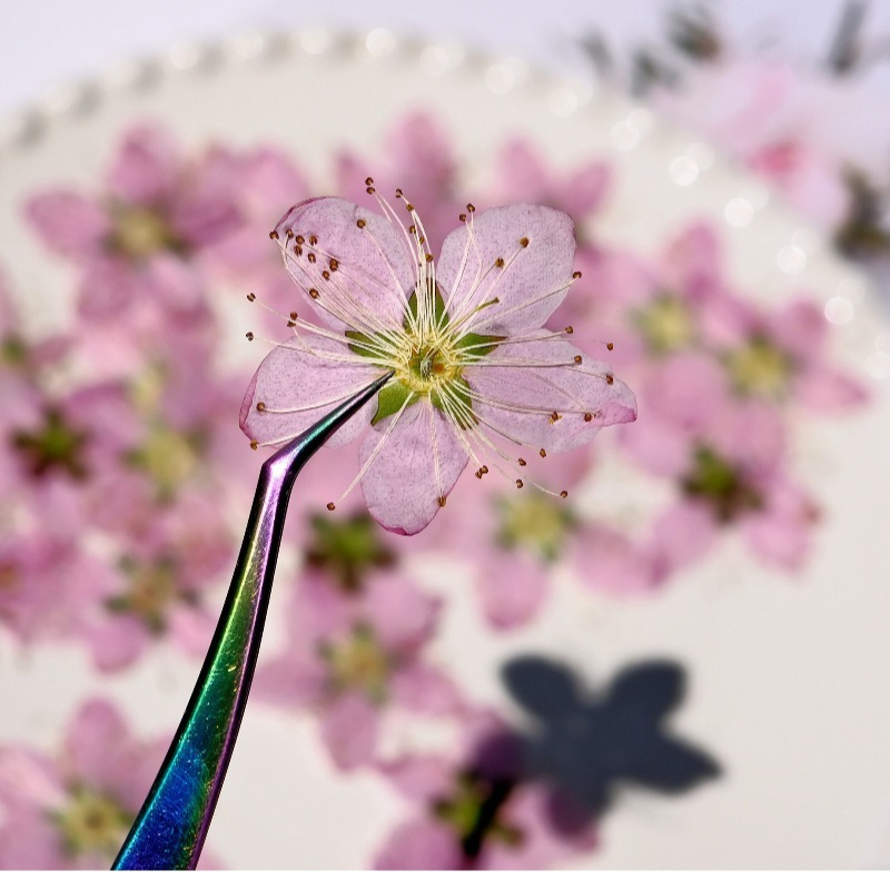 Flores Secas Prensadas de Flor - Dried Flower Pressed reseña y precio