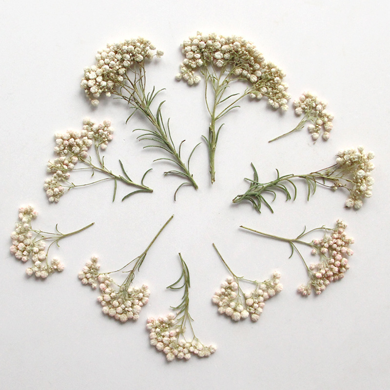 12 piezas, Ramas de flor de mi - Dried Flower Pressed reseña y precio