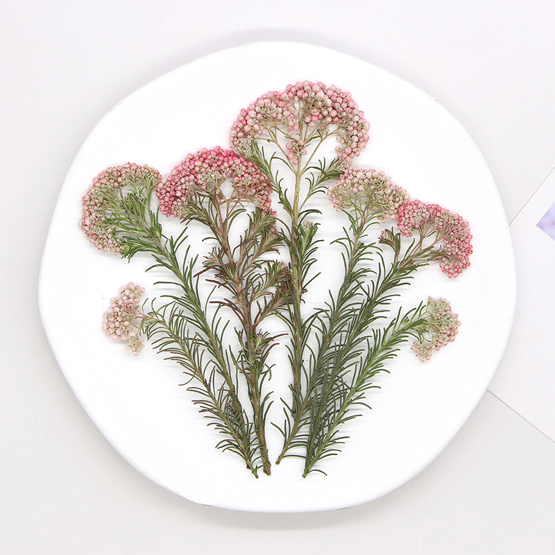 12 piezas, Ramas de flor de mi - Dried Flower Pressed reseña y precio