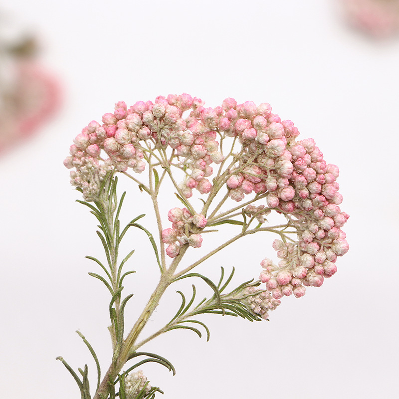 12 piezas, Ramas de flor de mi - Dried Flower Pressed reseña y precio