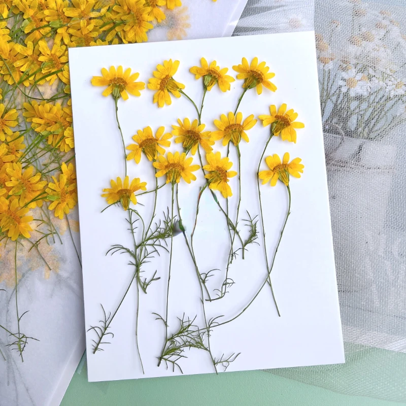 6-10cm/24 piezas, Crisantemos  - Dried Flower Pressed reseña y precio