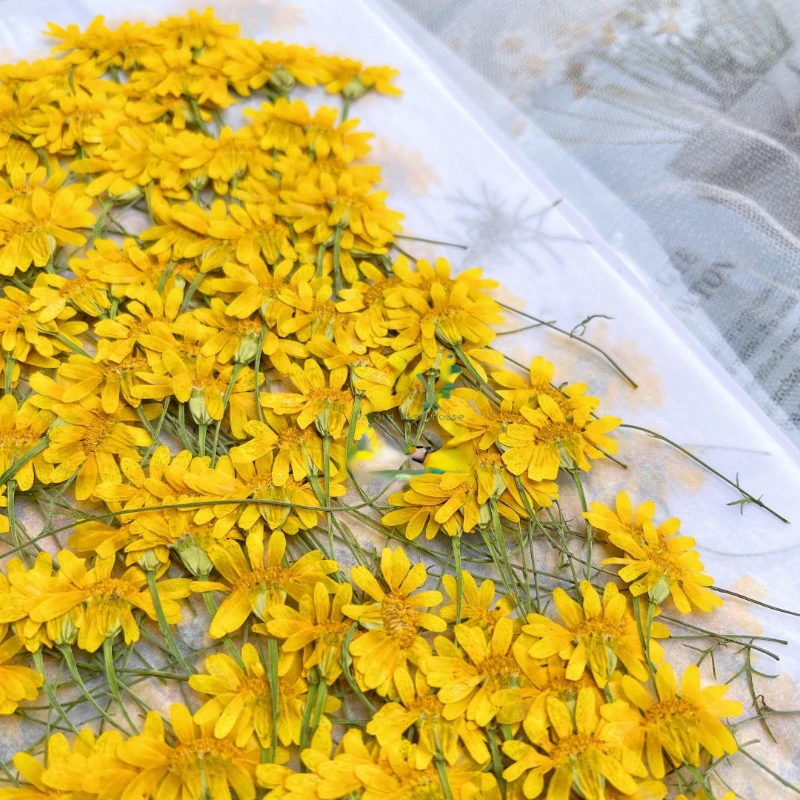 6-10cm/24 piezas, Crisantemos  - Dried Flower Pressed reseña y precio