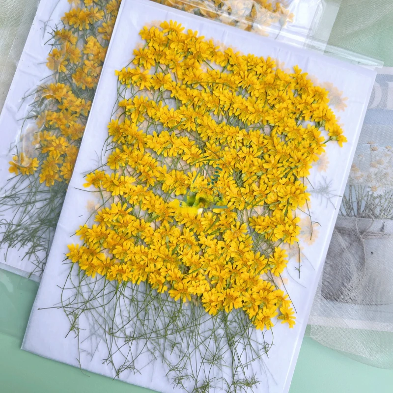 6-10cm/24 piezas, Crisantemos  - Dried Flower Pressed reseña y precio