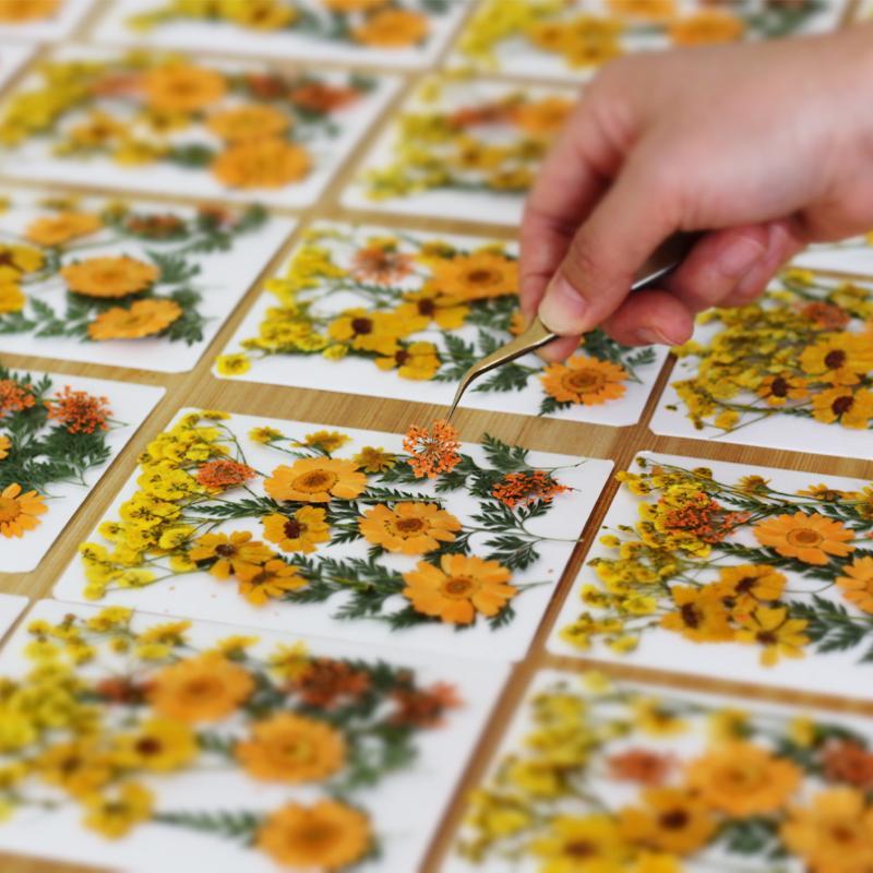 Flores de Plantas Secas Prensa - Dried Flower Pressed reseña y precio