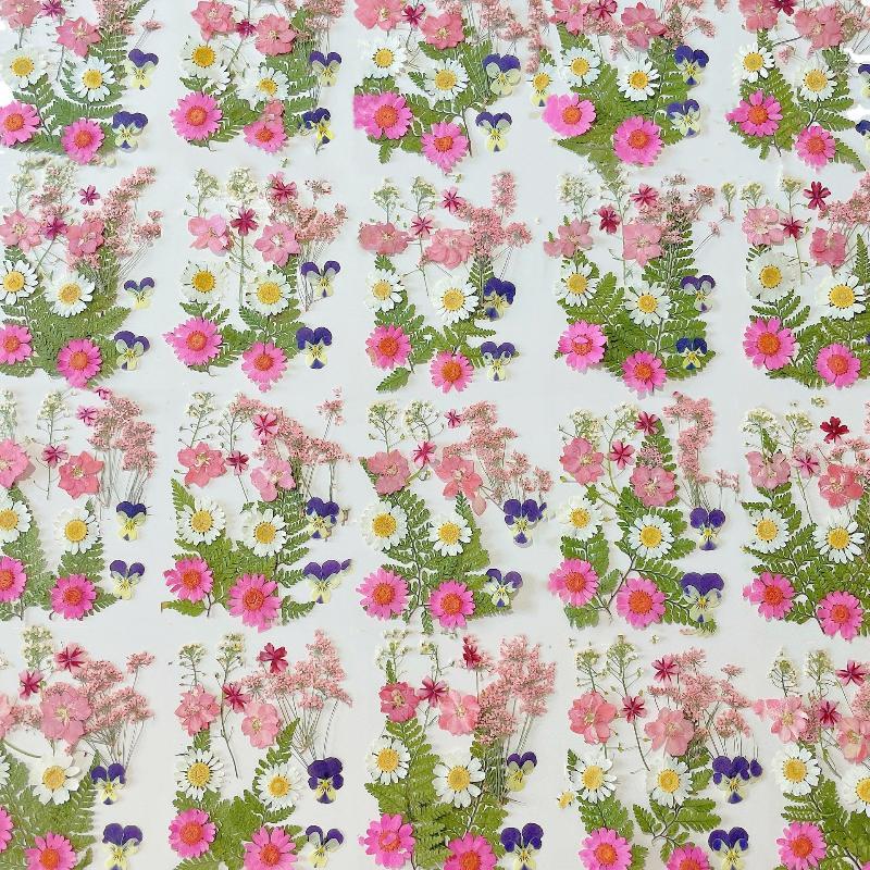 Flores de Plantas Secas Prensa - Dried Flower Pressed reseña y precio