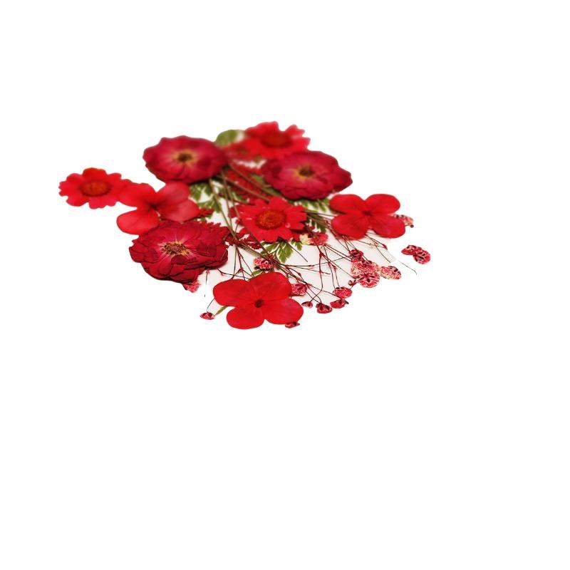 Flores de Plantas Secas Prensa - Dried Flower Pressed reseña y precio