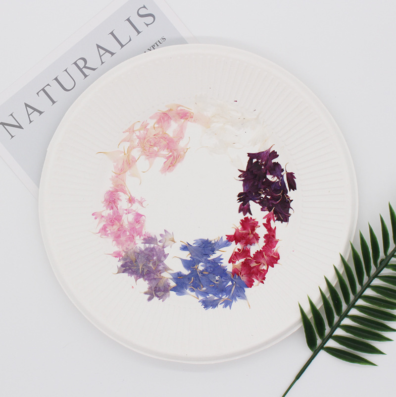 20 Especímenes de Plantas, Pét - Dried Flower Pressed reseña y precio