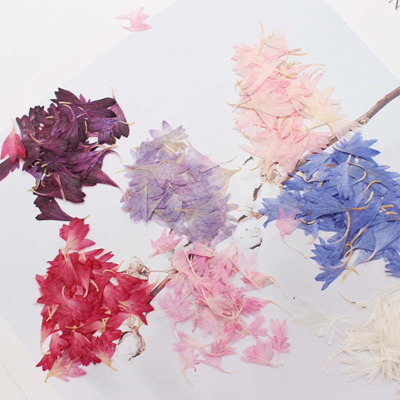 20 Especímenes de Plantas, Pét - Dried Flower Pressed reseña y precio