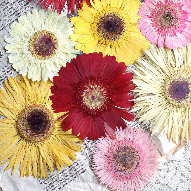 1 Uds./79 cm, Gerbera prensado - Dried Flower Pressed reseña y precio