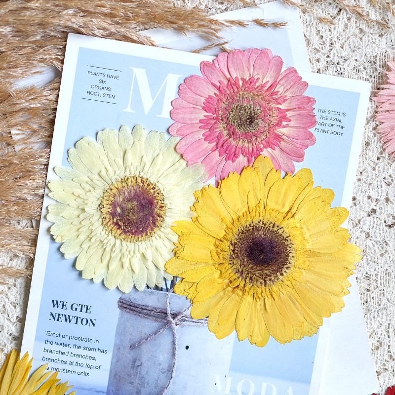 1 Uds./79 cm, Gerbera prensado - Dried Flower Pressed reseña y precio