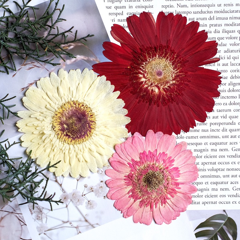 1 Uds./79 cm, Gerbera prensado - Dried Flower Pressed reseña y precio