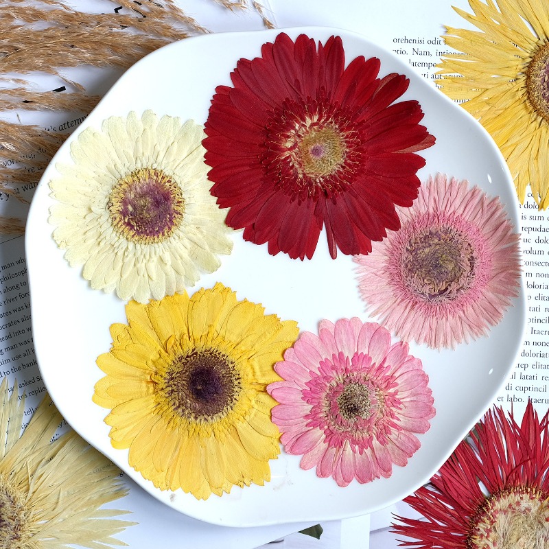 1 Uds./79 cm, Gerbera prensado - Dried Flower Pressed reseña y precio