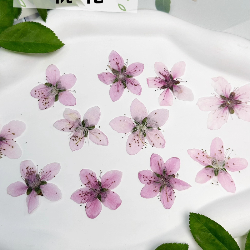 12 piezas, Flores de Melocotón - Dried Flower Pressed reseña y precio