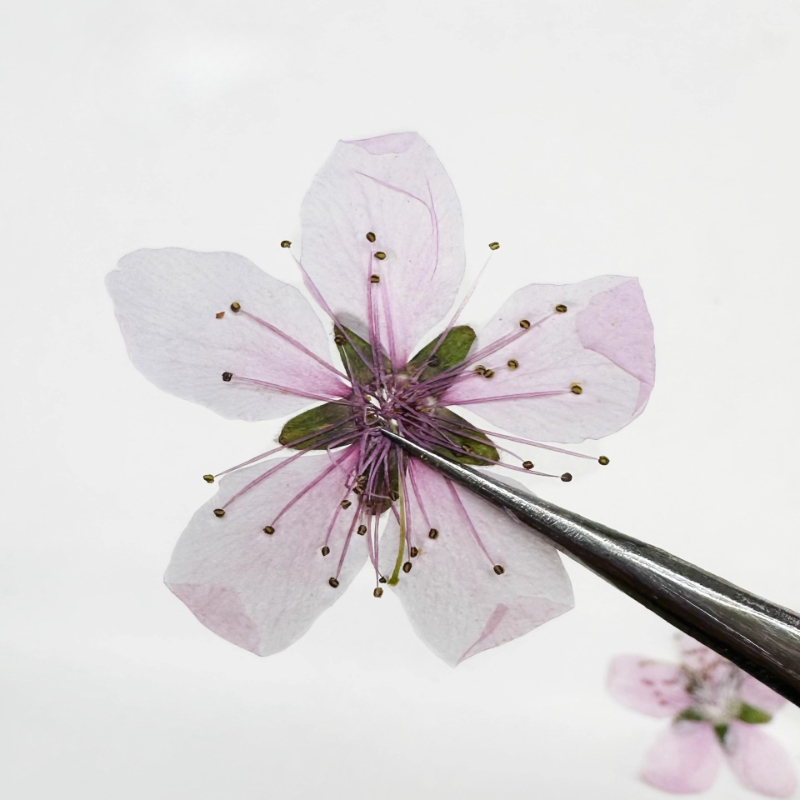 12 piezas, Flores de Melocotón - Dried Flower Pressed reseña y precio